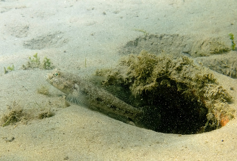 G, geniporus, oppure...?(Gobius niger)